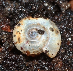 Meredithena dandenongensis