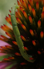 Chlorochlamys chloroleucaria