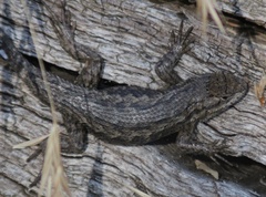 Sceloporus occidentalis occidentalis