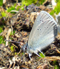 Glaucopsyche lygdamus