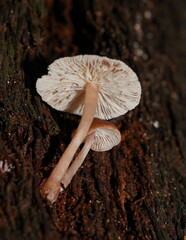Collybia
