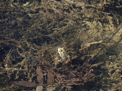 Pelophylax