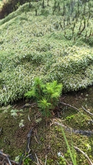 Sphagnum palustre