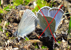 Glaucopsyche lygdamus