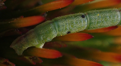 Chlorochlamys chloroleucaria