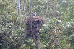 Geranoaetus melanoleucus