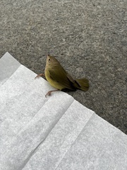 Oporornis agilis