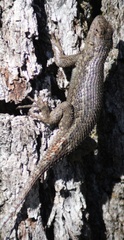 Sceloporus occidentalis occidentalis