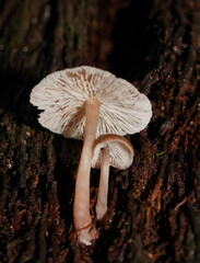 Collybia
