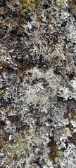 Evernia mesomorpha