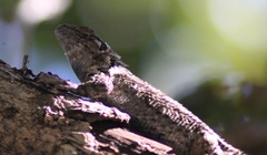 Sceloporus occidentalis occidentalis