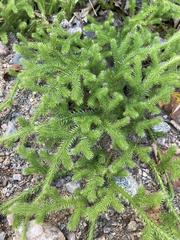 Lycopodium