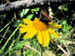 Erebia
