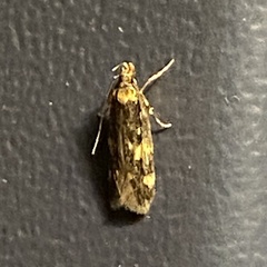 Oegoconia novimundi