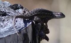 Sceloporus occidentalis occidentalis
