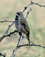 Sporophila caerulescens