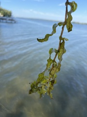 Potamogeton crispus
