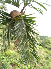 Bactris guineensis