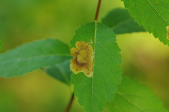 Agromyza valdorensis