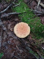 Suillus spraguei