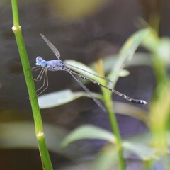Lestes praemorsus
