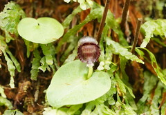 Corybas grumulus