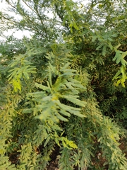 Prosopis juliflora