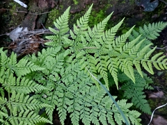 Cystopteris fragilis
