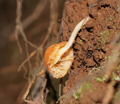 Camarophyllopsis darwinensis