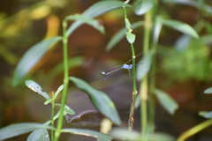 Lestes praemorsus