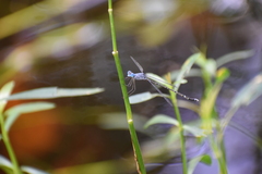 Lestes praemorsus