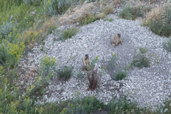 Marmota bobak