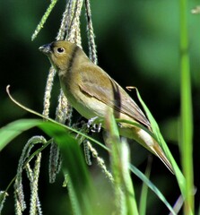 Sporophila caerulescens