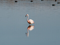 Phoenicopterus chilensis