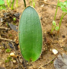 Brunsvigia orientalis