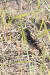 Emberiza hortulana