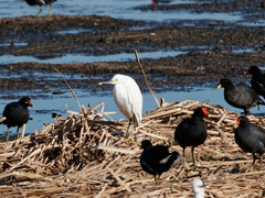 Fulica rufifrons