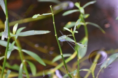 Lestes praemorsus