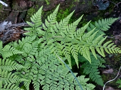 Cystopteris fragilis