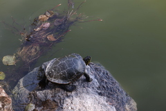 Emydidae