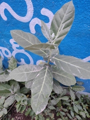 Calotropis gigantea
