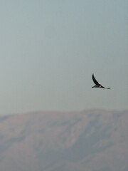 Tachycineta leucopyga