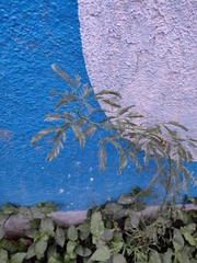 Prosopis juliflora