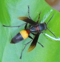 Polistes sagittarius