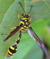 Phimenes flavopictus