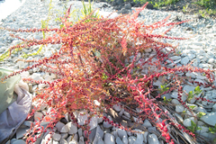 Blitum virgatum