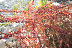 Blitum virgatum