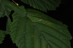 Phyllonorycter intermixta