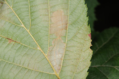Phyllonorycter intermixta