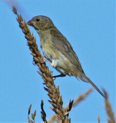 Sporophila caerulescens